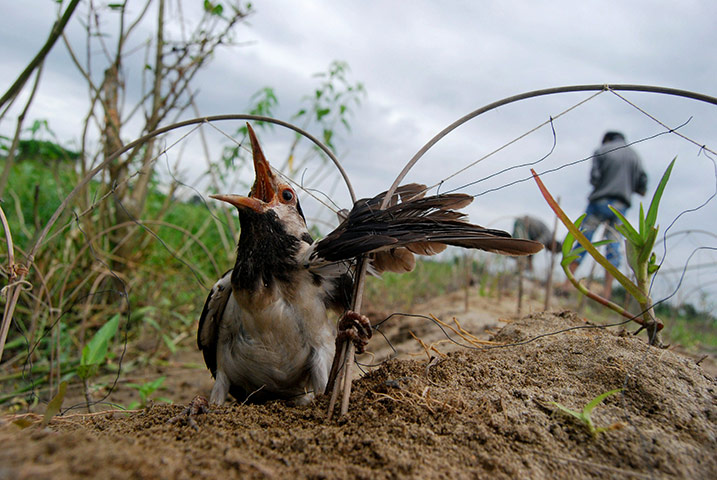 24 hours in pictures: A pied myna is caught in a bird trap in Barpeta, India