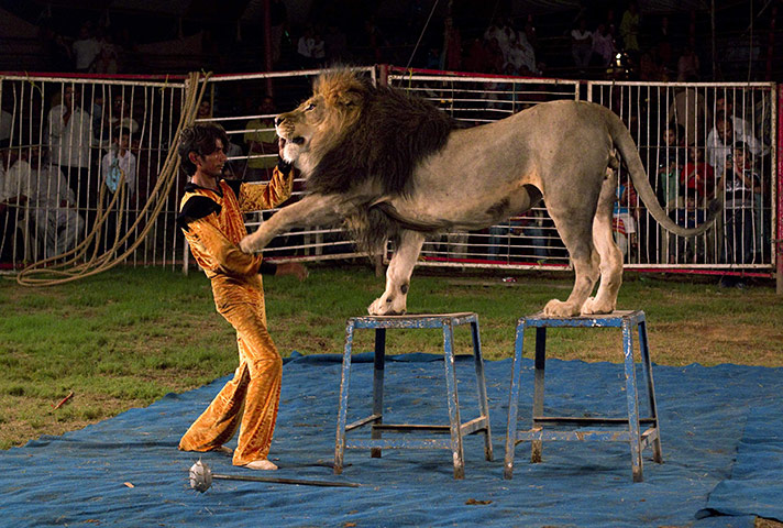 Jan Baz Circus: A man performs with a lion at the Jan Baz circus in Islamabad