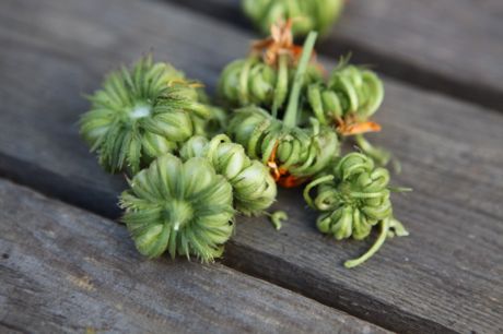 calendula seed