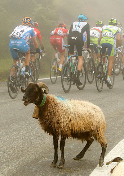 sport: The pack of riders