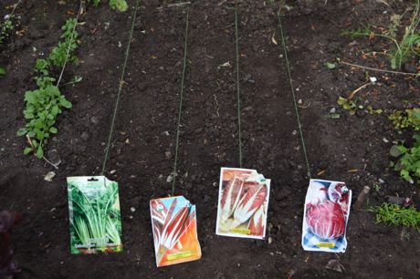 seed packets
