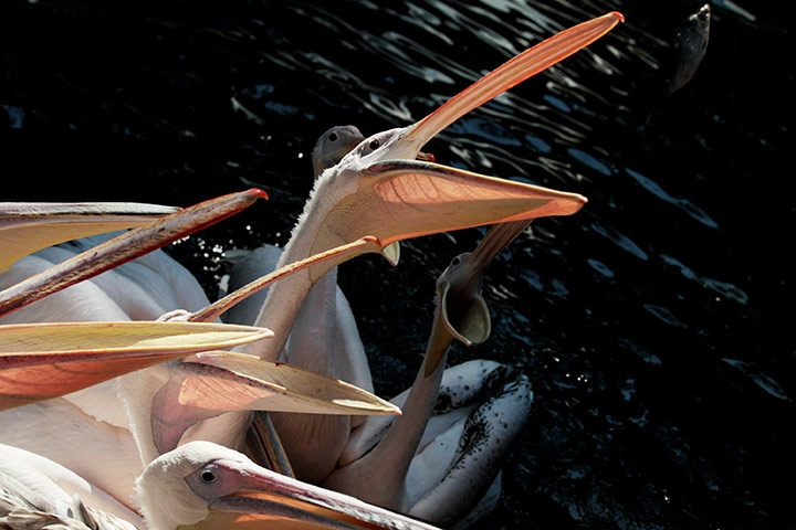 Week in wildlife: Pelicans try to catch fish with their beaks at Hellabrunn Zoo in Munich
