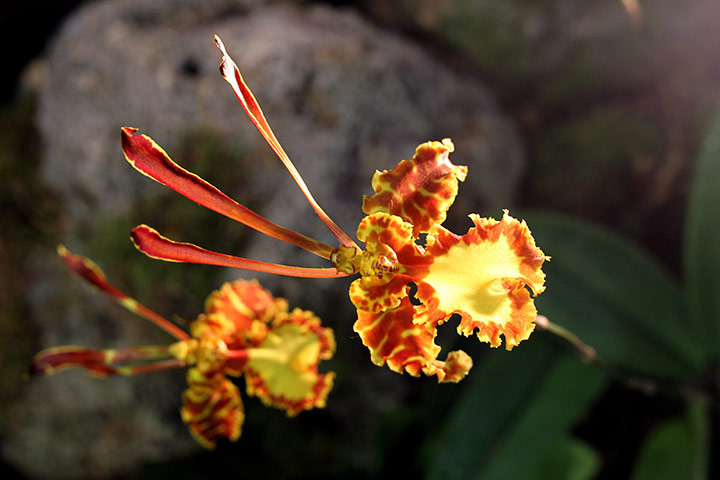 Week in wildlife: Orchids from the Cycnoches species from South America