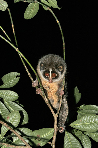 Week in wildlife: The rare Horton Plains slender loris (Loris tardigradus nycticeboides)