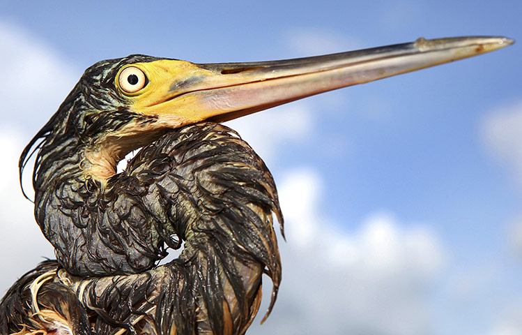 Week in wildlife: A tri-coloured heron covered with oil on Queen Bess Island, Louisiana