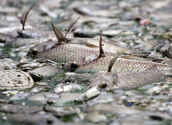Week in wildlife: Dead fish in the waters of the lake of Jal Mahal, India