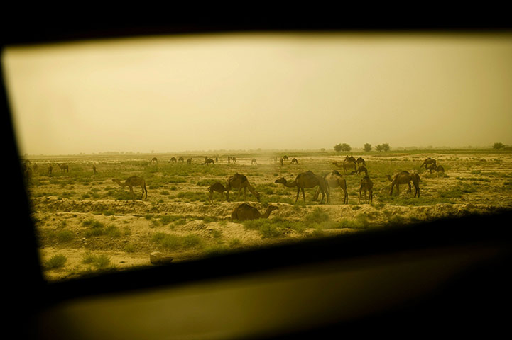 Week in wildlife: Grazing camels in Kandahar Province in Afghanistan