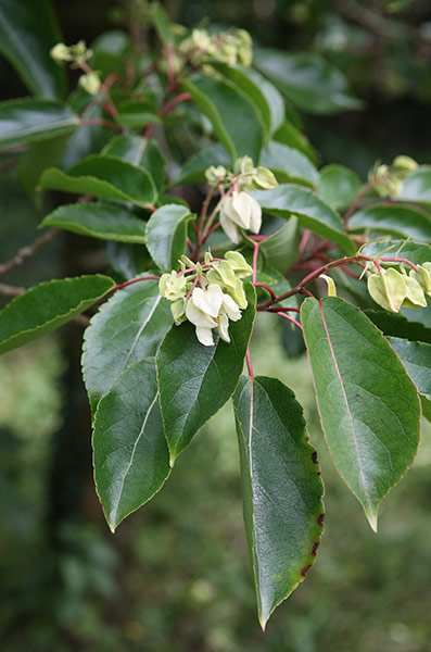 Week in wildlife: The flower of a rare plant called the Goat Horn Tree