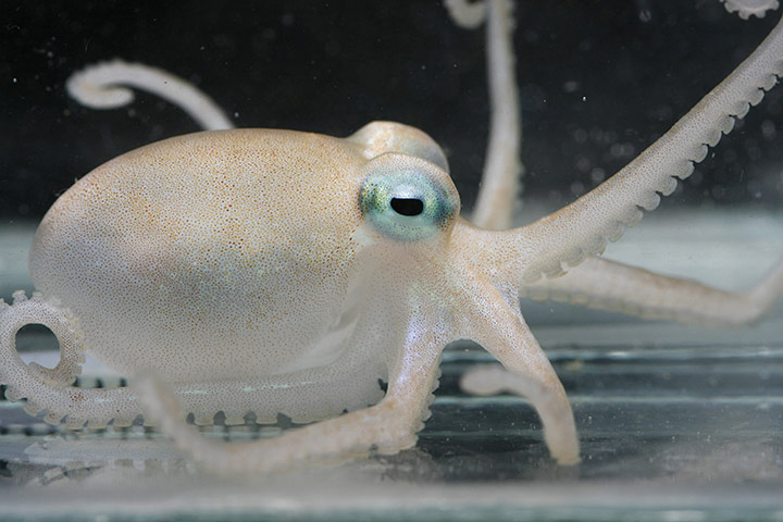 Week in wildlife: An Adelieledone polymorpha, one of the four new species of octopuses