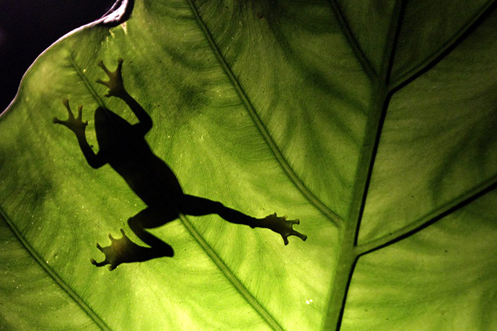 Week in wildlife: A Taipei tree frog climbs a leaf in Tucheng, Taipei County