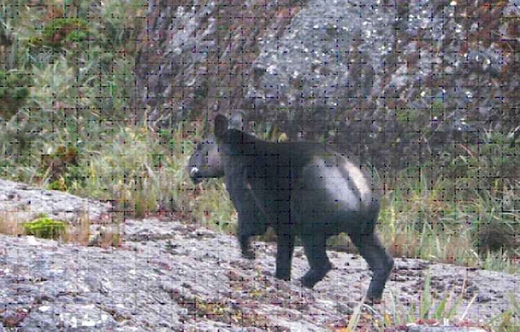 Week in wildlife: A Mountain Tapir, an animal considered to be a 'living fossil'