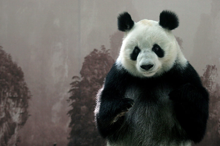 Week in wildlife: Panda bear Shuan Shuan at the Guadalajara zoo