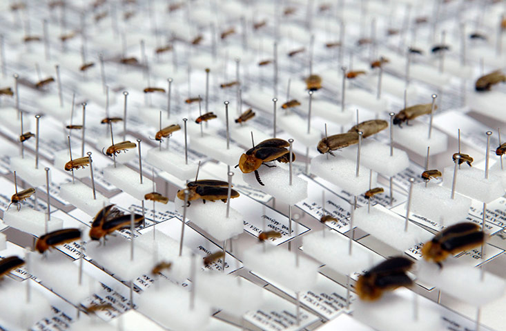 24 hours: Specimens are displayed at the Forest Research Institute Malaysia