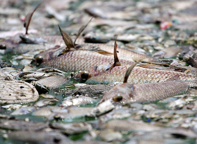 24 hours: Dead fish are pictured in the waters of the lake of 