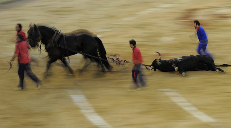24 hours in pictures: Horses carry away a dead bull from the Monumental bullring in Barcelona