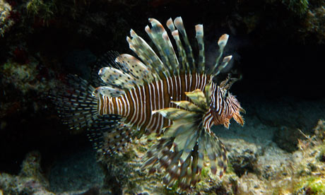 lionfish