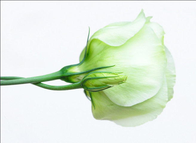 After the rain: Sunday 25 July 2010: A gift of flowers