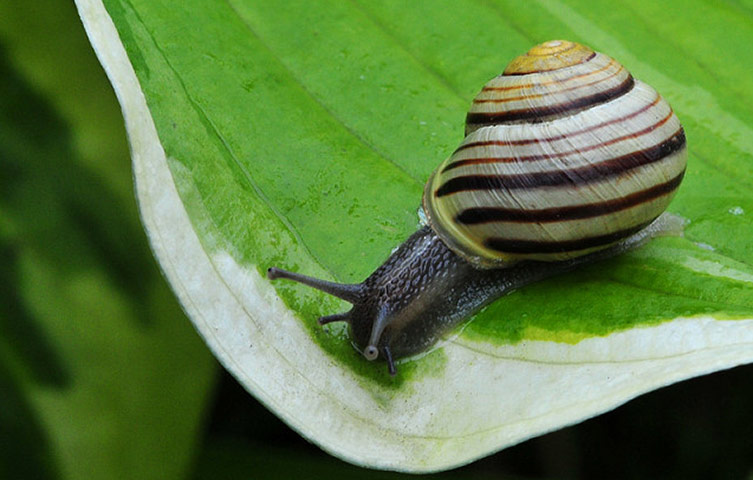After the rain: Monday 26 July 2010: Gilsland Garden: Gastropod