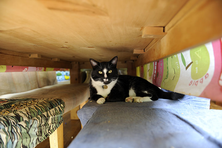 Pets and animals: Herbie under the table