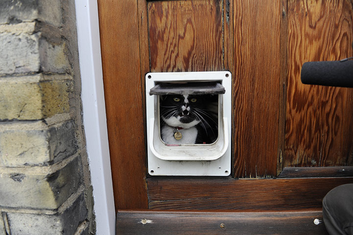 Pets and animals: Herbie looking out of the cat flap