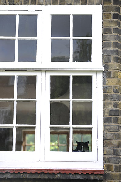 Pets and animals: A view of Herbie through a window