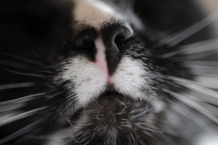 Pets and animals: A close up of Herbie's face