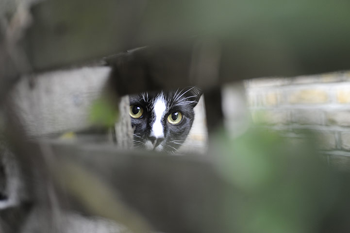 Pets and animals: Herbie in the garden