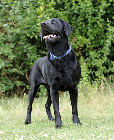 Pets and animals: Dexter