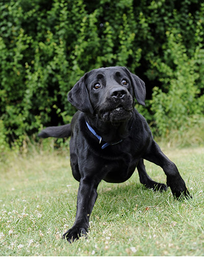 Pets and animals: Dexter waits for the ball