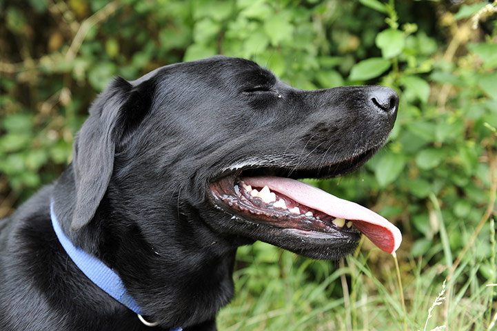 Pets and animals: Dexter