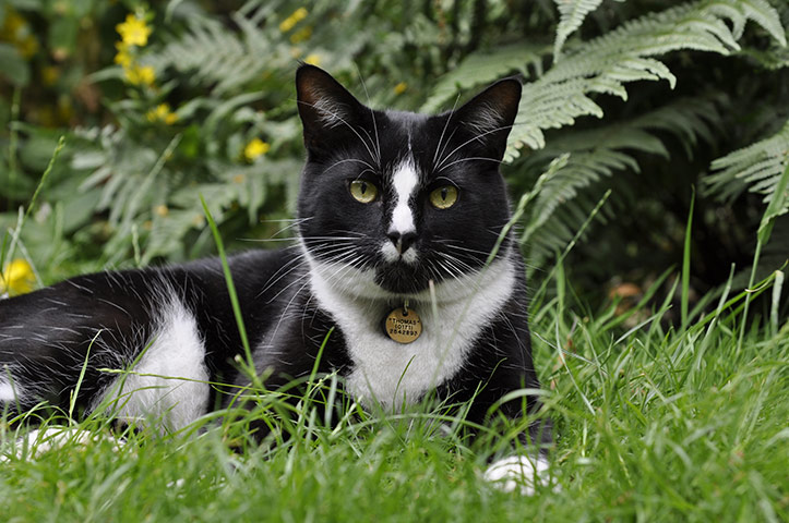 Pets and animals: Herbie in the garden