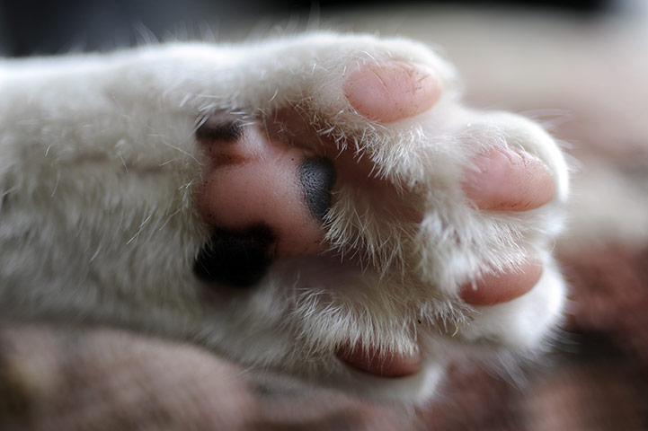 Pets and animals: Herbie's paw