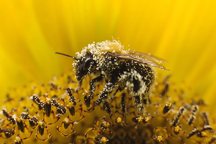 24 hours in pictures: Utrecht, Netherlands: A bee collects pollen from a sunflower