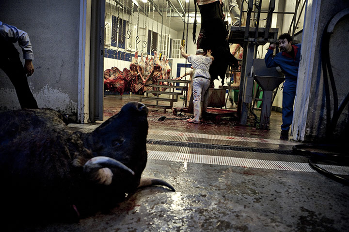 Bullfighting in Barcelona: Spain - Bullfighting - Butchers