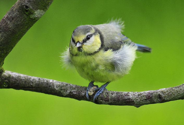 After the Rain: Wednesday 28 July 2010: Gilsland Garden: Do you mind?