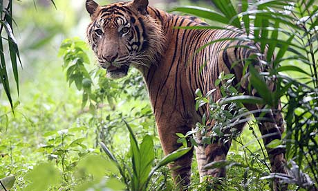 Endangered sumatran tiger facts