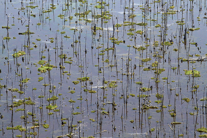 Week in Wildlife: Cypress trees killed by saltwater intrusion in wetlands near Houma