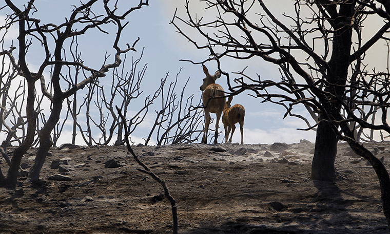 Week in Wildlife: A mule deer and her fawn make their way through a burnt out canyon