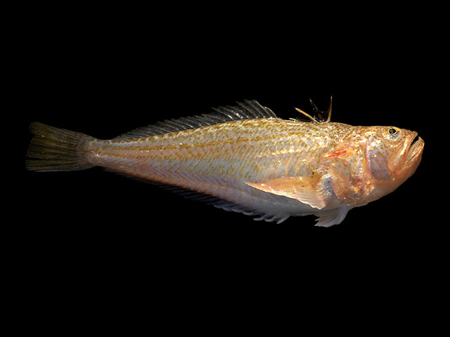 Week in Wildlife: A weever fish, the UK's most poisonous fish