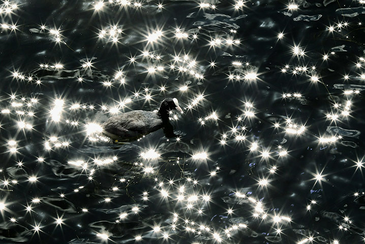 Week in Wildlife: Sunlight is reflected off water as a Coot swims in the Serpentine in London
