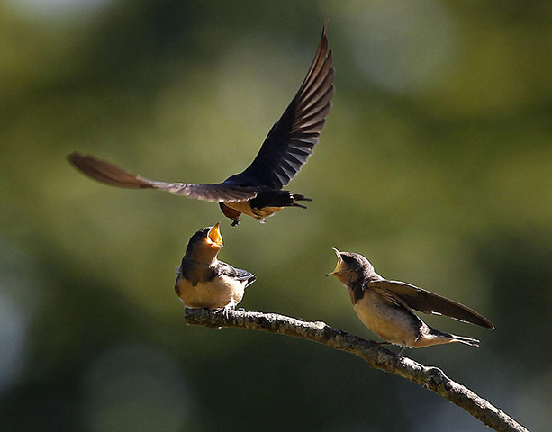 Week in Wildlife: A pair of fledgling barn swallows plead for breakfast from a perch