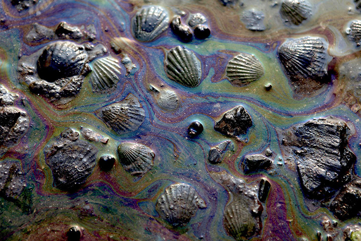 Week in Wildlife: Seashells coated with oil on the shore in Dalian, China