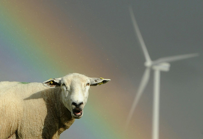 Week in Wildlife: Sheep graze close to electricity generating wind turbines