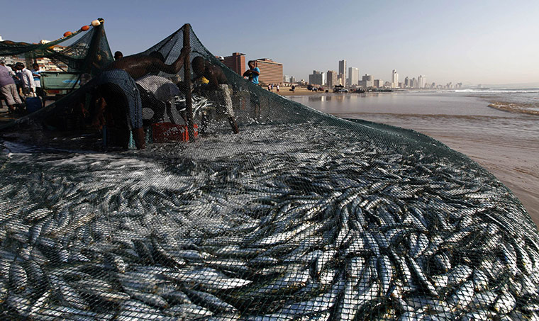 Week in Wildlife: Fishermen empty nets of sardines on Durban's Addington beach