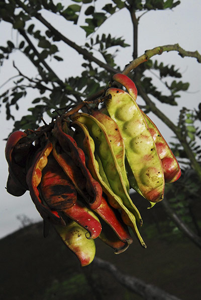 Week in Wildlife: Seeds of tara tree at Lomas de Lachay national reserve in Peru