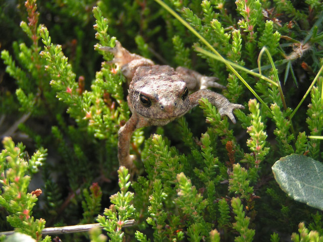 Week in Wildlife: A toad in a freshwater pond
