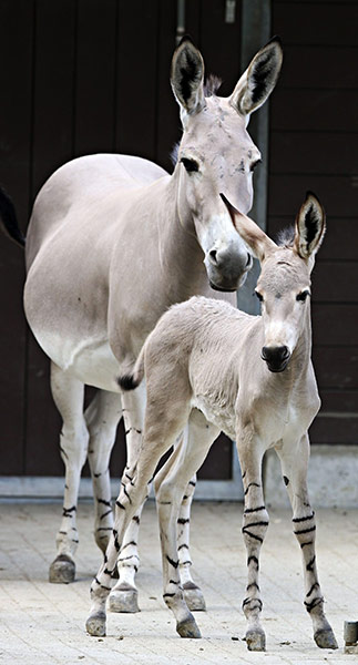 Week in Wildlife: A three year old stallion foal and his mother at the Wilhelma Zoo