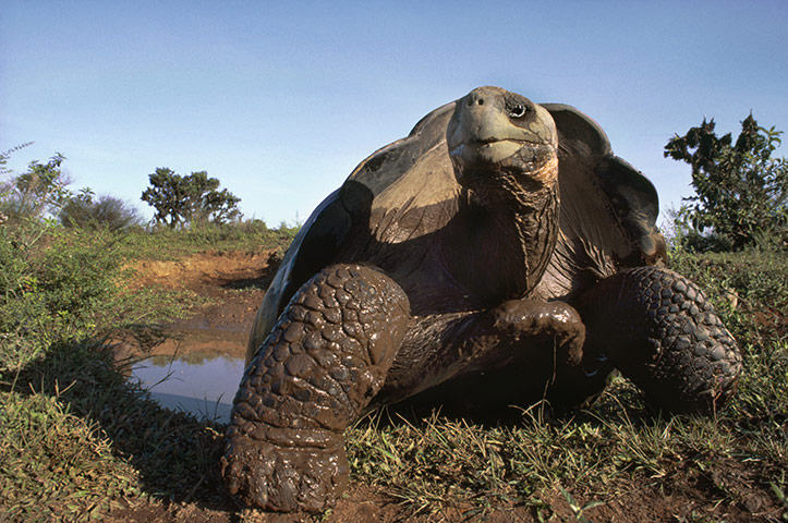 http://static.guim.co.uk/sys-images/Guardian/Pix/pictures/2010/7/29/1280410311041/A-Giant-tortoise-at-a-mud-001.jpg