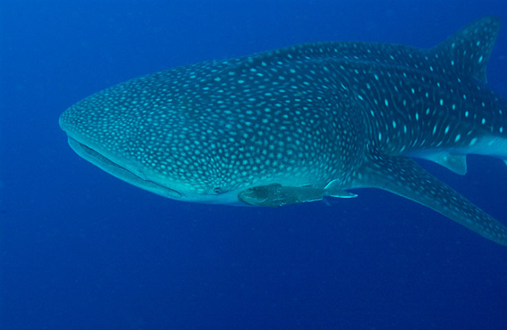 Galapagos wildlife: A whale shark (Rhincodon typus)