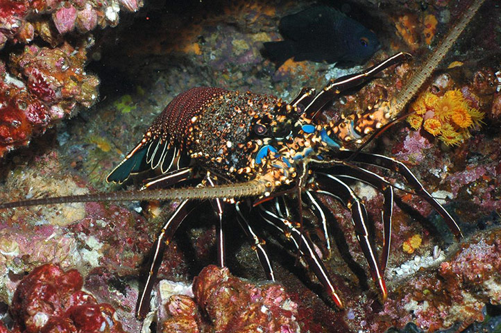 Galapagos wildlife: A spiny lobster photographed at the Wolf Island site
